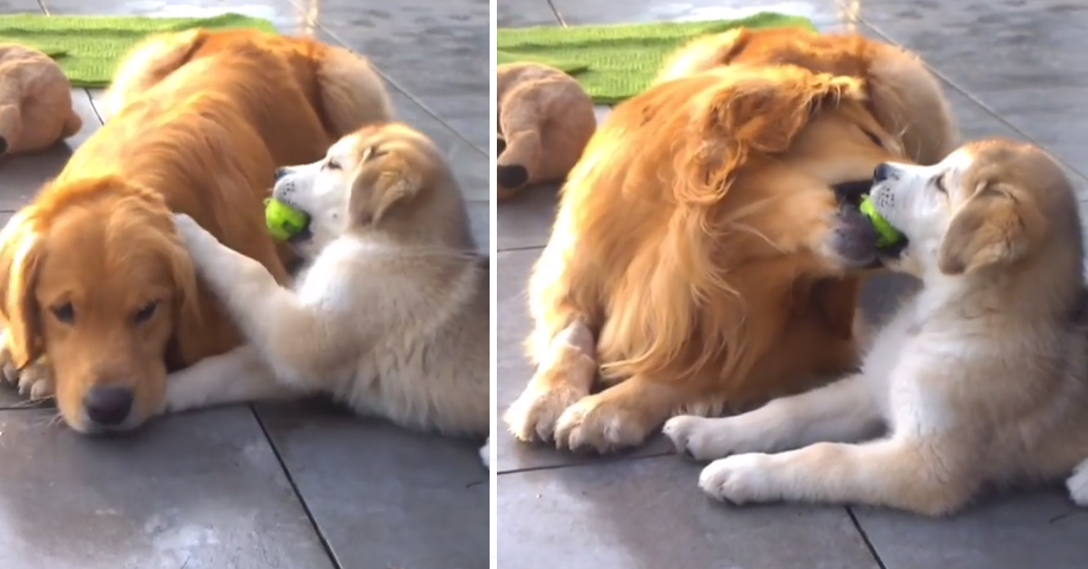 Il cucciolo di Golden Retriever vuole giocare insieme al suo papà con la pallina (video)