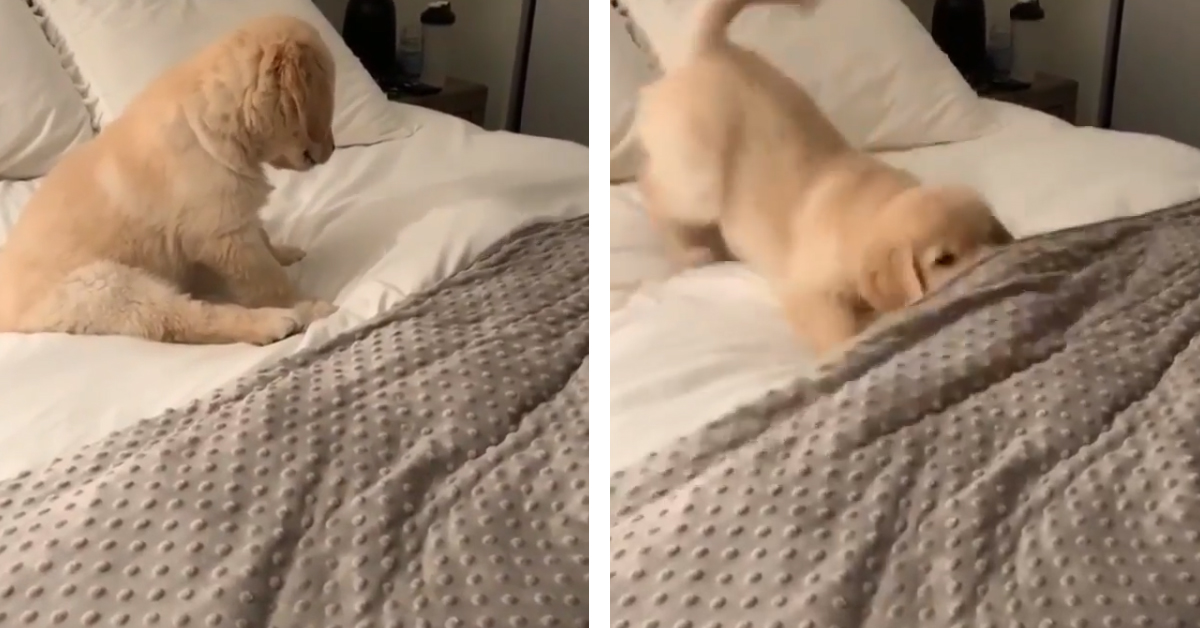 Il cucciolo di Golden Retriever vuole giocare, ma il suo “amico” si nasconde (video)