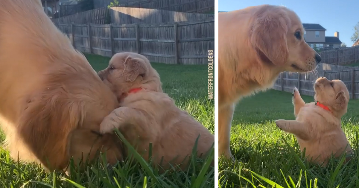 Il cucciolo di Golden Retriever vuole le coccole dalla mamma (video)