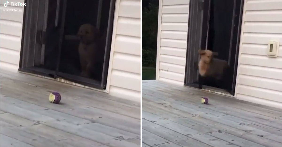 Il cucciolo di Golden Retriever vuole recuperare la sua pallina e non si lascia fermare da una zanzariera (video)