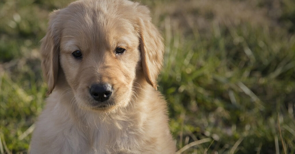 Cucciolo di Golden Retriever che osserva