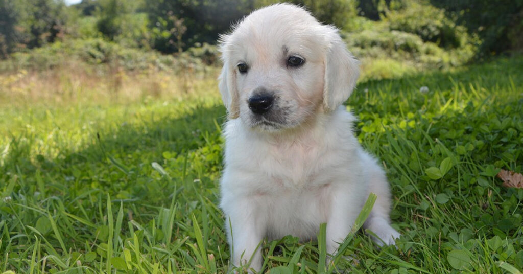 Cucciolo di Golden Retriever che osserva