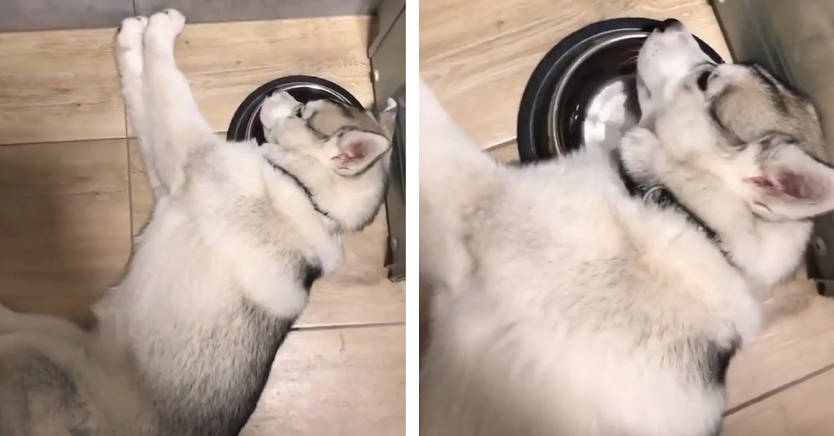 Il cucciolo di Husky è troppo stanco per bere (video)