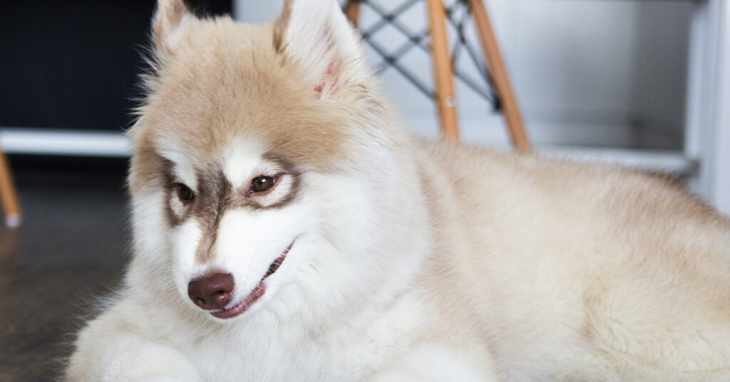 Cucciolo di Husky che osserva