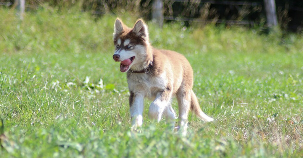 Cucciolo di Husky nell'erba