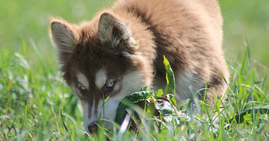Cucciolo di Husky nell'erba