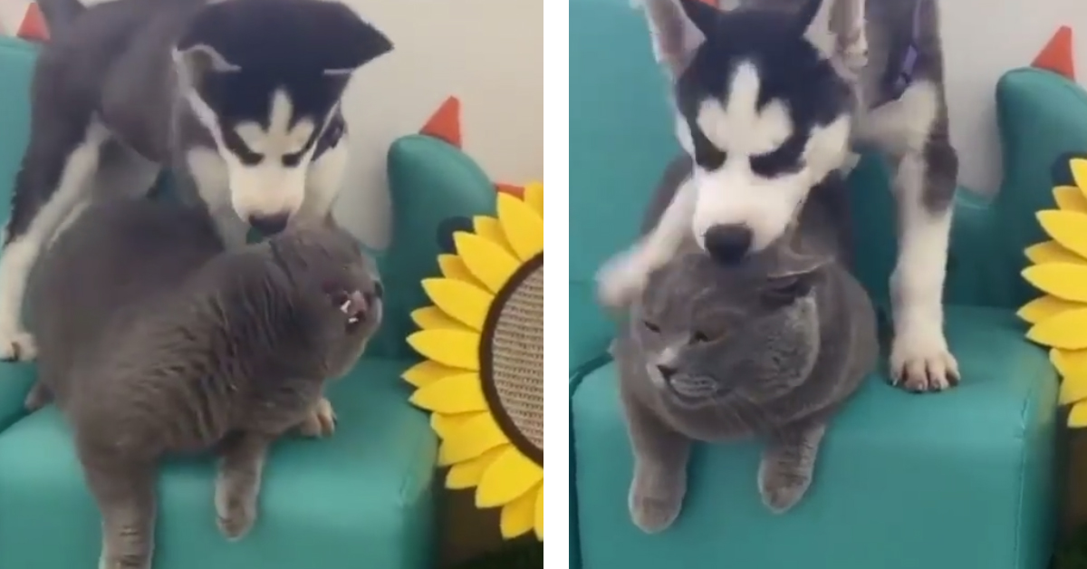 Il cucciolo di Husky vuole giocare con un gattino che alla fine decide di ribellarsi (video)