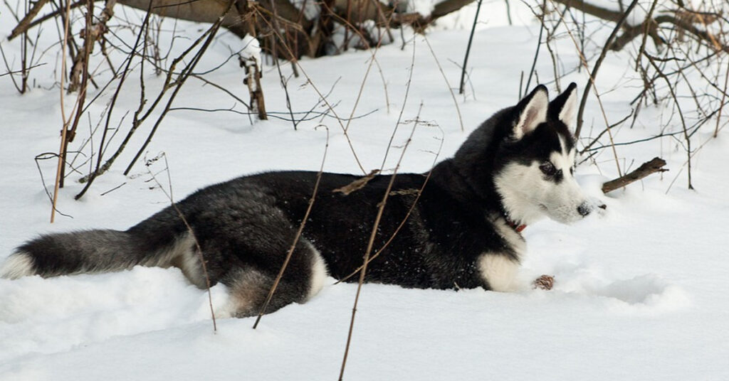 Cucciolo di Husky nella neve