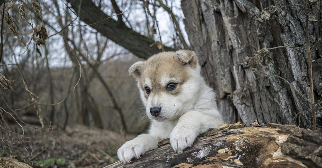 Cucciolo di Husky in un bosco