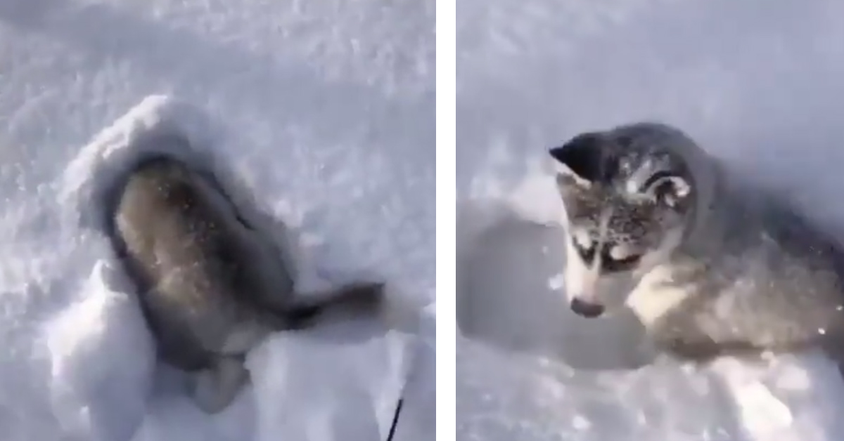 Il cucciolo di Husky vuole nascondersi sotto la neve ma qualcosa va storto (video)