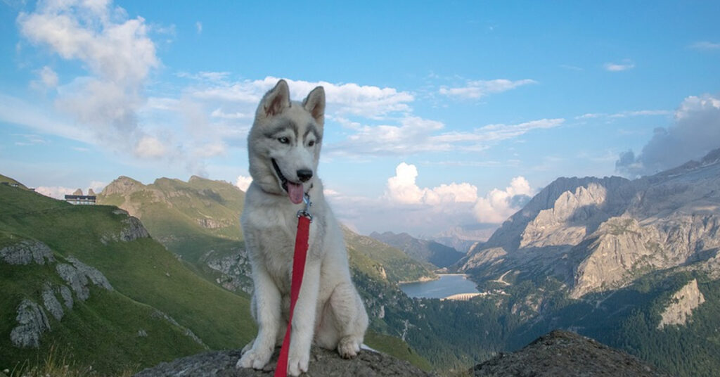 Cucciolo di Husky in montagna