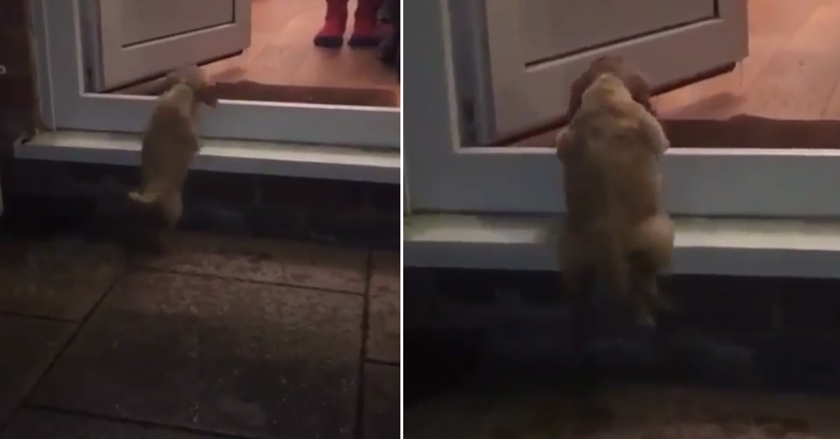 Il cucciolo di Labrador affronta per la prima volta uno scalino (video)