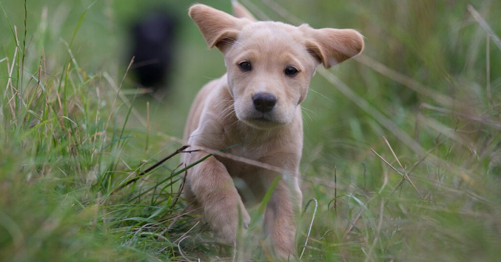 Cucciolo di Labrador che corre