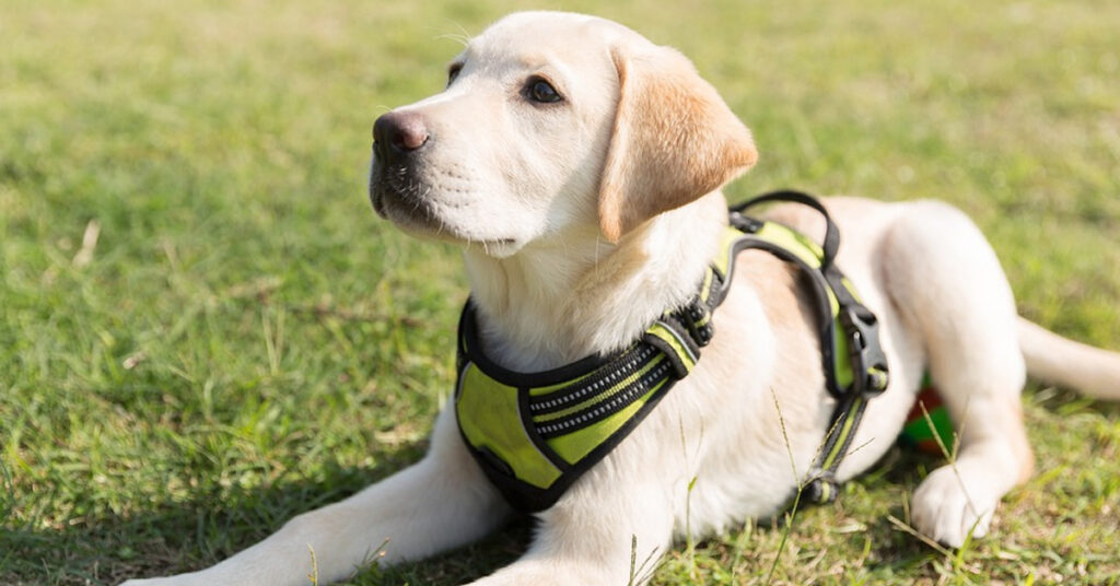 Cucciolo di Labrador sdraiato in un prato