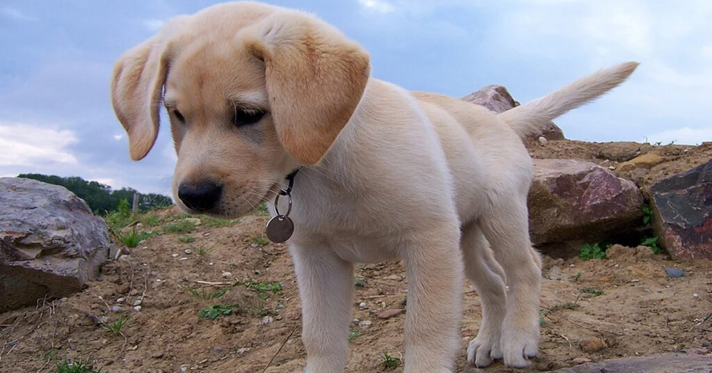 Cucciolo di Labrador che osserva