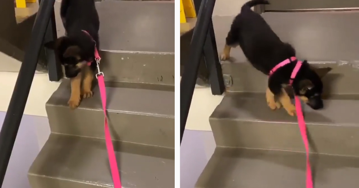 Il cucciolo di Pastore Tedesco ha paura di scendere le scale (video)