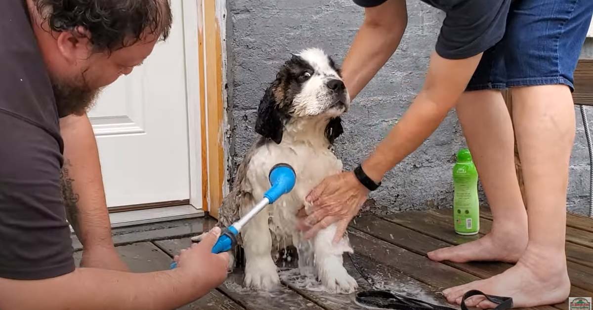 Il cucciolo di San Bernardo fa il bagno per la prima volta e il video conquista il web