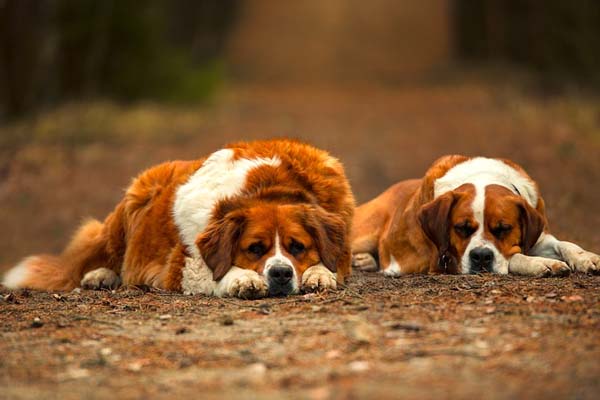 Due cani sdraiati