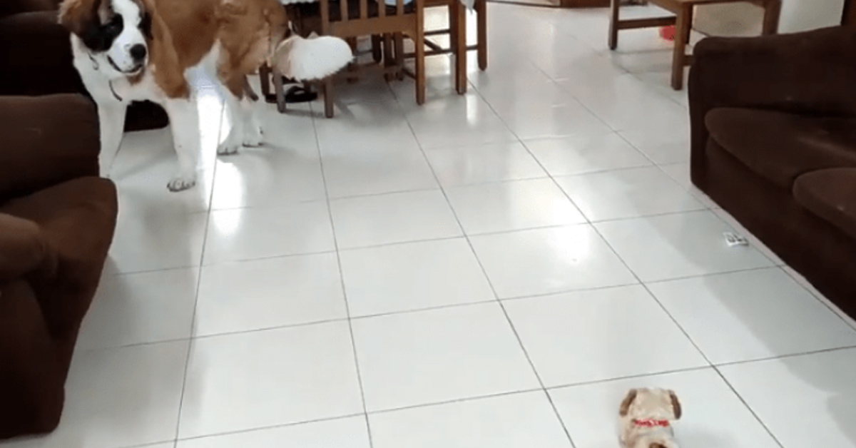 Il cucciolo di San Bernardo ha paura del peluche animato e non vuole giocarci (video)