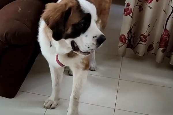 Cucciolo di San Bernardo che osserva