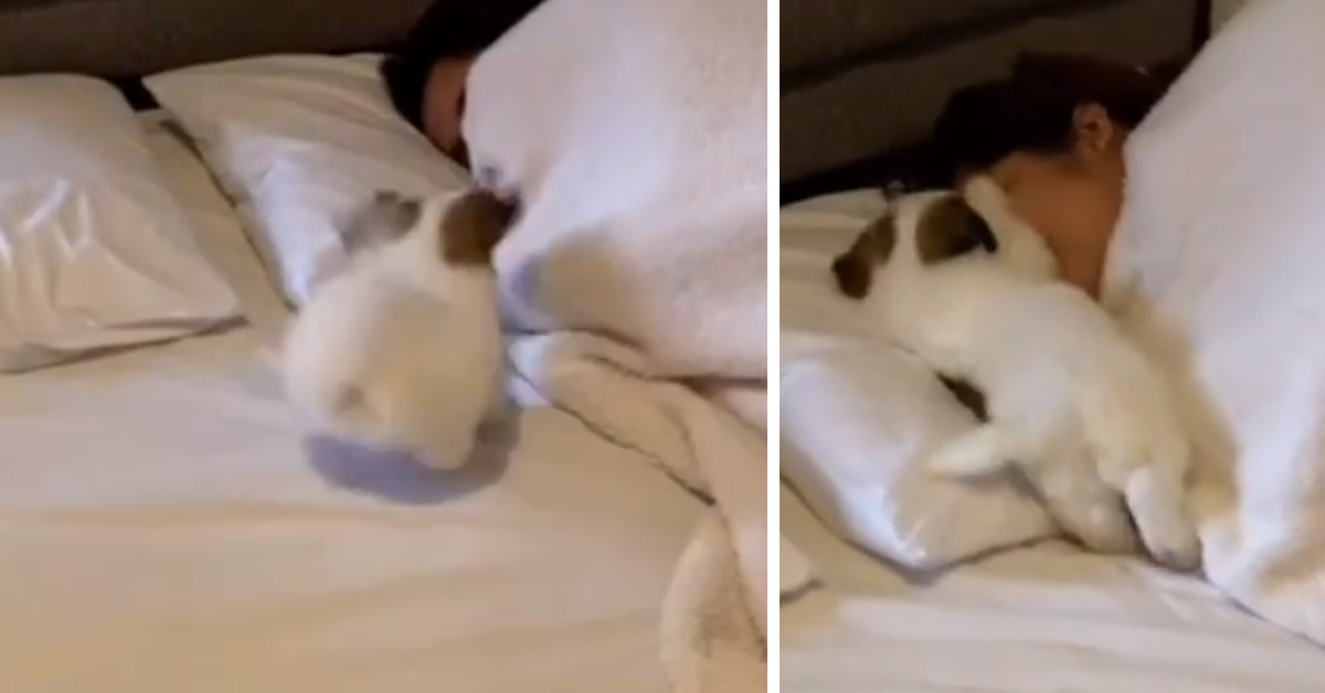Il cucciolo di Shih Tzu corre a svegliare la sua proprietaria (video)