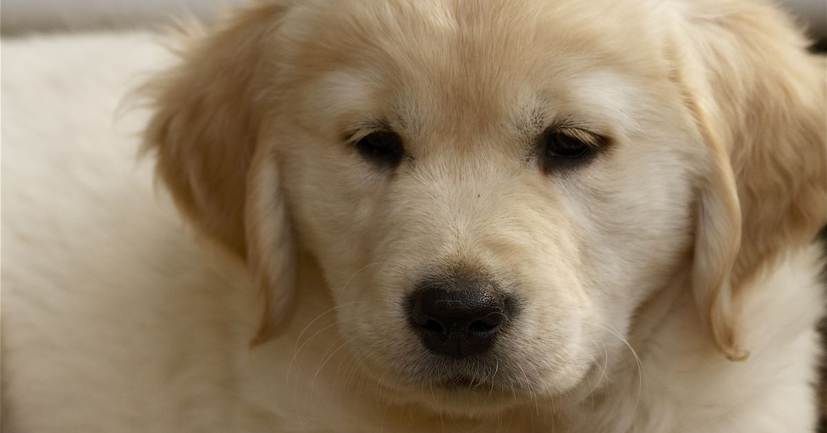 come capire se il cucciolo di cane è triste