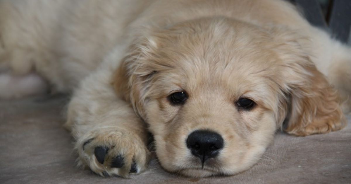 Il cucciolo di cane è triste? Ecco tutti i modi per capire se sta soffrendo