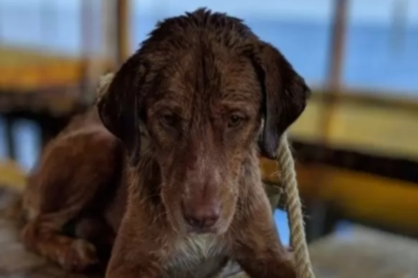 cagnolino salvato in mare