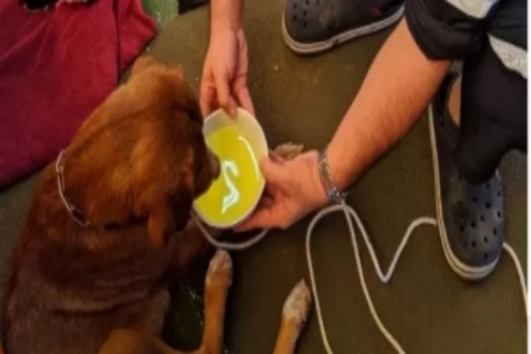 cagnolino salvato in mare