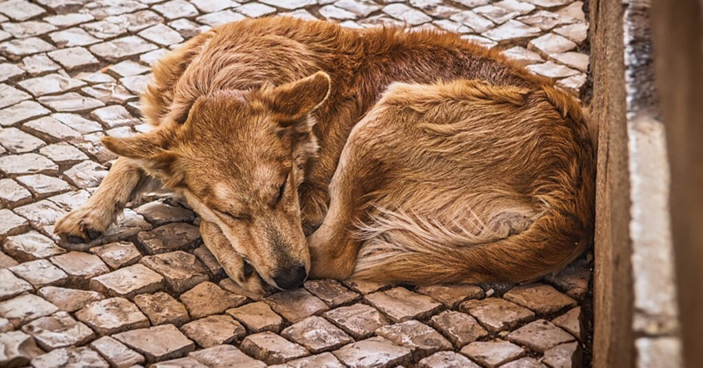 Cagnolino randagio che dorme in strada