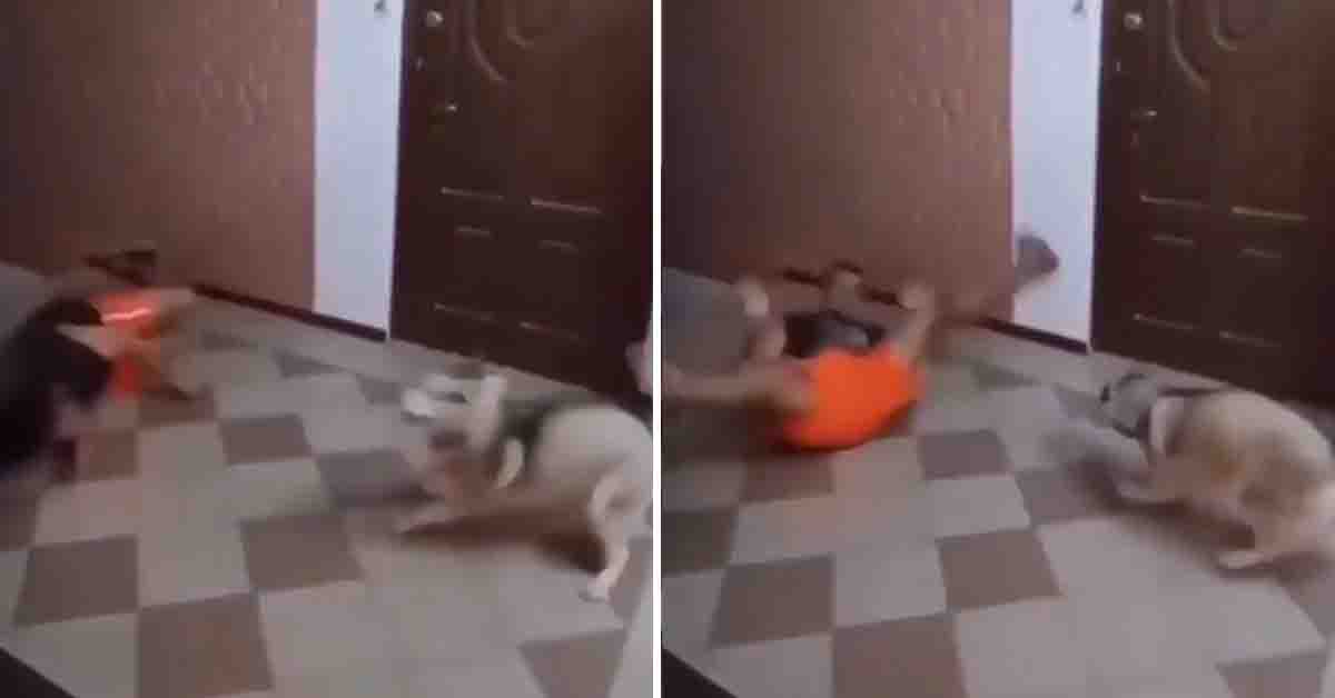Il talentuoso Husky balla la break dance imitando il suo proprietario (video)