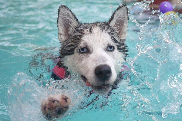 Husky che nuota in una piscina