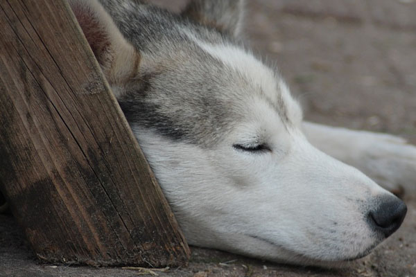 Husky che dorme