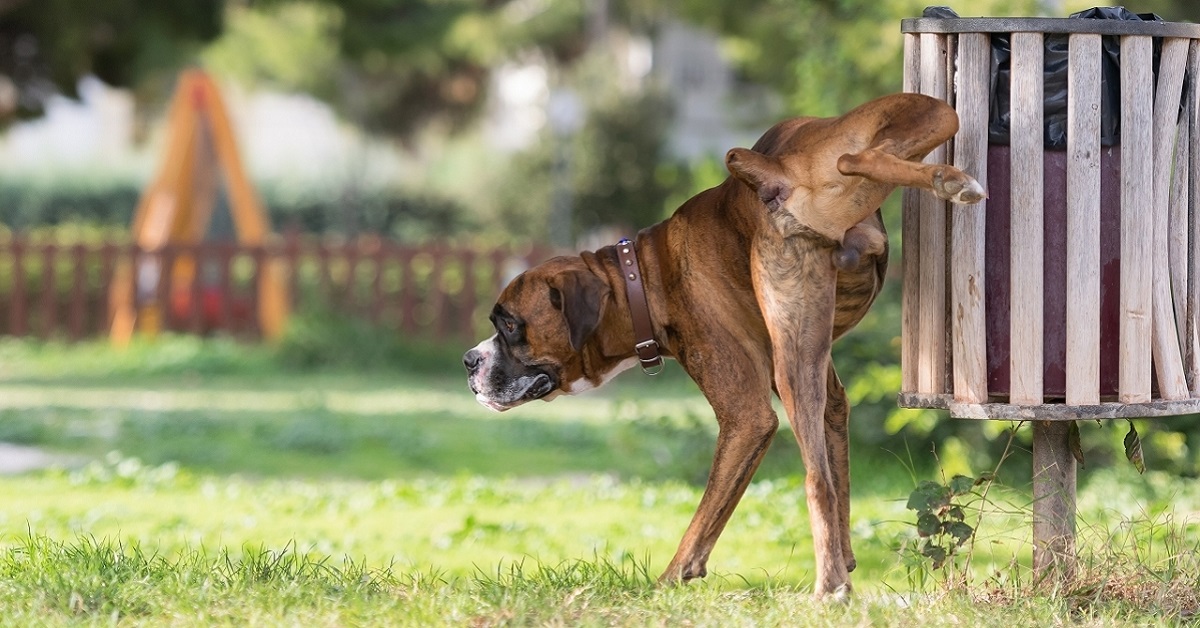 cane maschio fa pipì