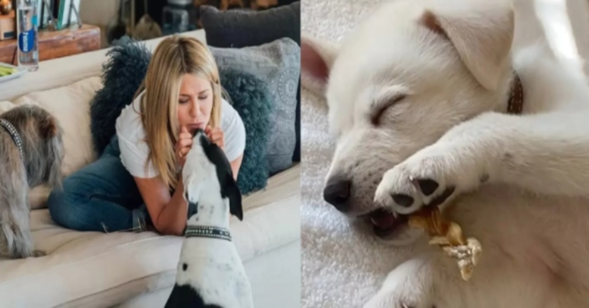 Jennifer Aniston ha adottato Chesterfield, un cucciolo di cane (VIDEO)