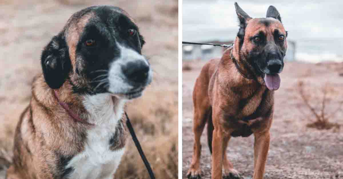 Klaus e Linda, i due cagnolini che hanno sofferto troppo e che meritano una vita felice