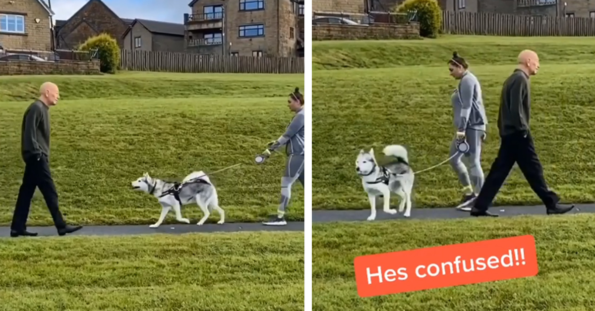 L’Husky riuscirà a riconoscere il proprietario che si è travestito? (video)