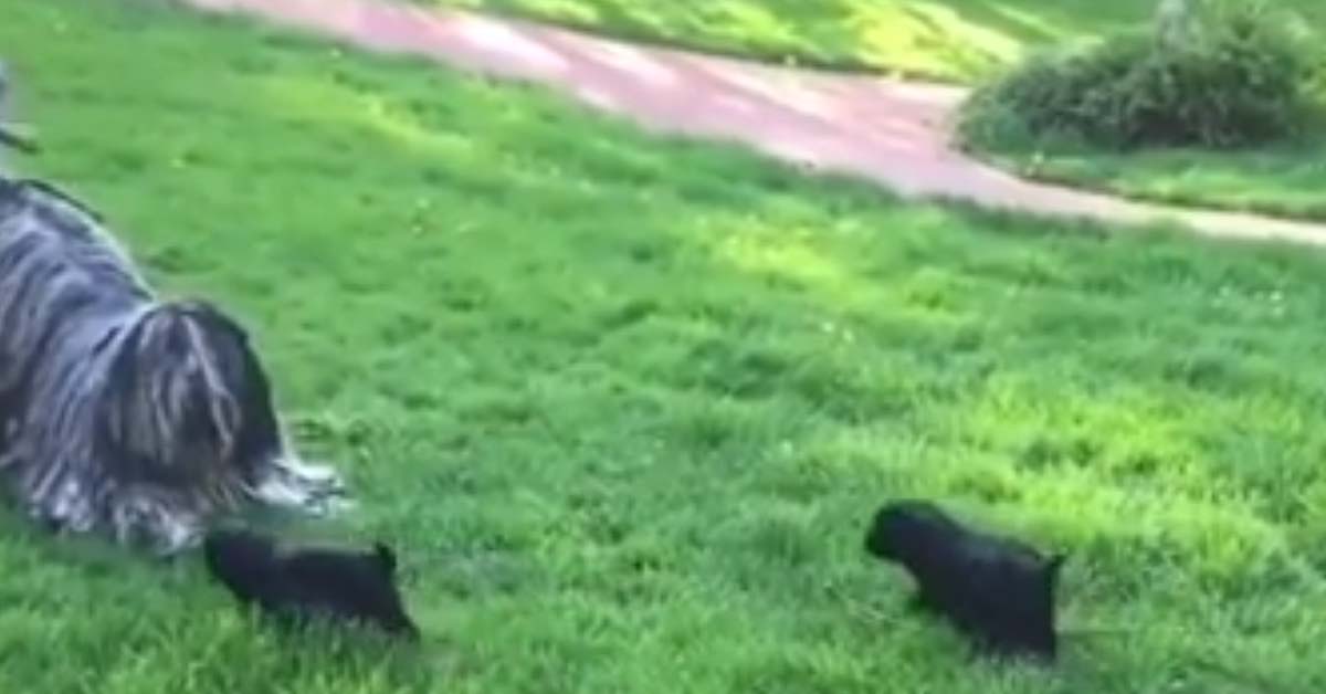 La mamma Komondor gioca con i suoi cuccioli e il video diventa virale