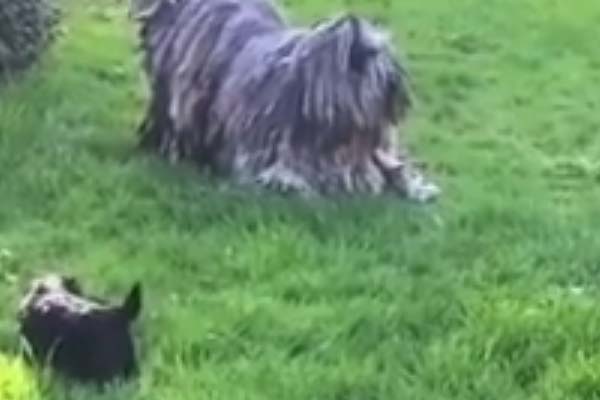 Komondor gioca con dei cuccioli
