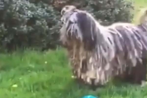 Komondor gioca con dei cuccioli