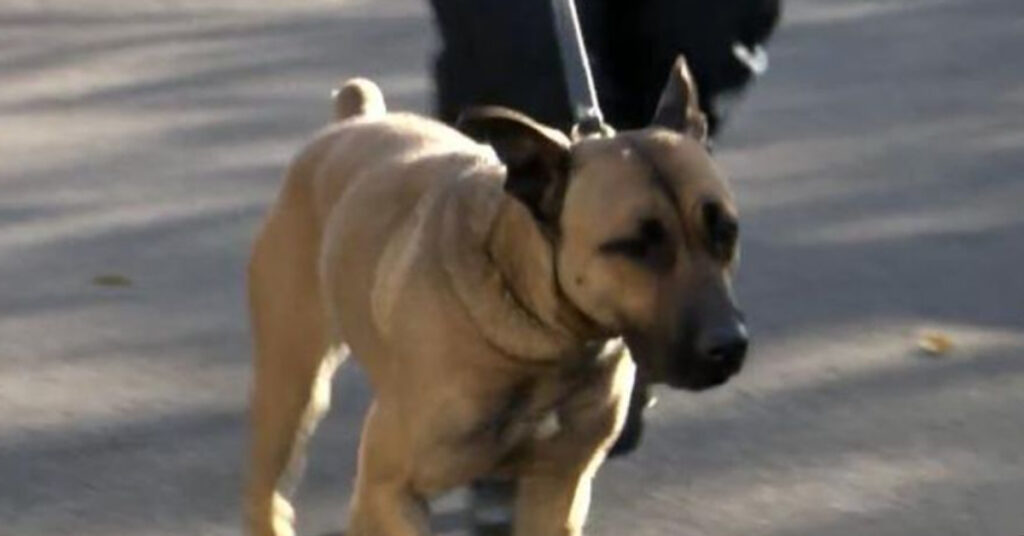 Cane poliziotto