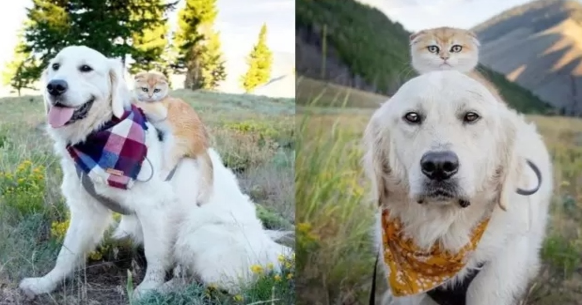 La storia dell’amicizia fra il Golden Retriever Sansone e la gattino Cleo