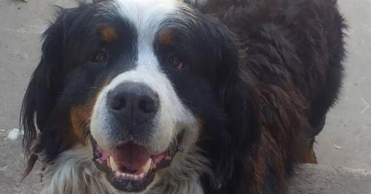 La storia di Emo, il cagnolino “ladro” in un negozio in Argentina