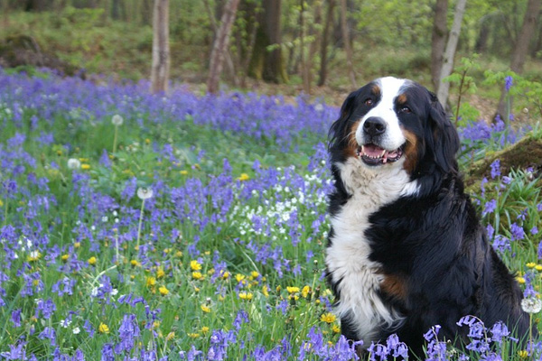 Bovaro del Bernese in un prato