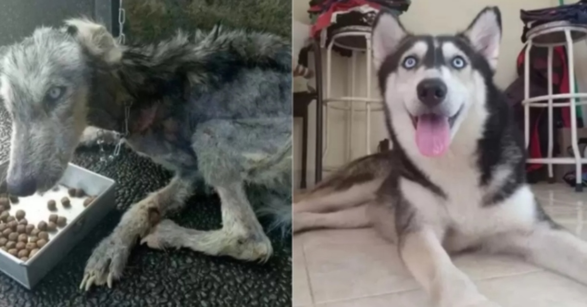 La trasformazione di Hope, un cucciolo di Siberian Husky gravemente malnutrito (VIDEO)
