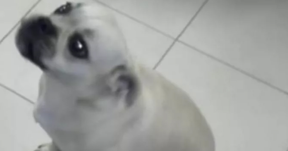 L’avventura di Nocchia, il cagnolino che ha viaggiato da solo su un treno da Terni a Foligno