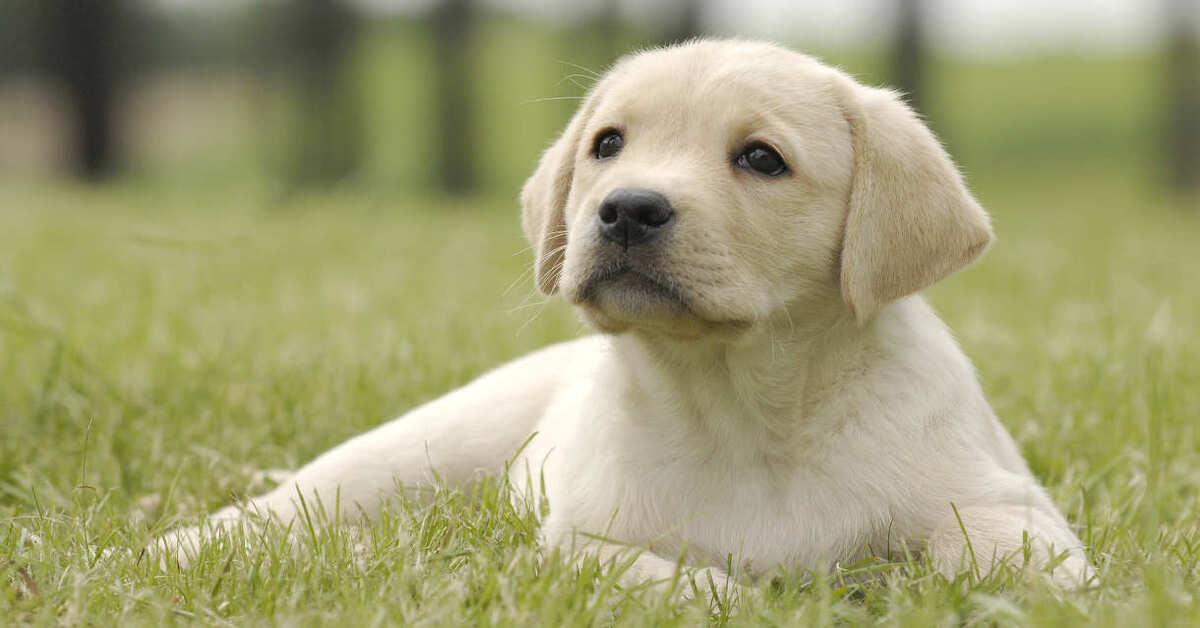 cucciolo di Labrador osserva