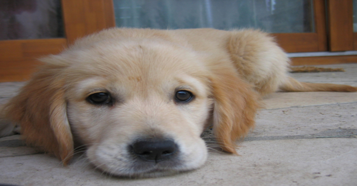 cucciolo di Labrador osserva