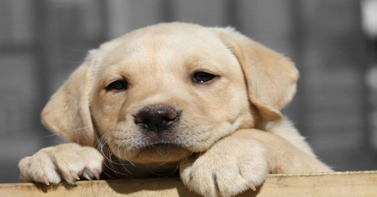 cucciolo di Labrador osserva