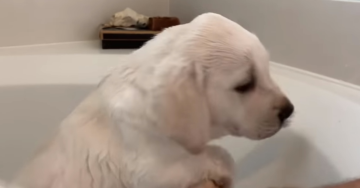 Leda, il cucciolo di Labrador fa il bagno prima di incontrare la sua famiglia